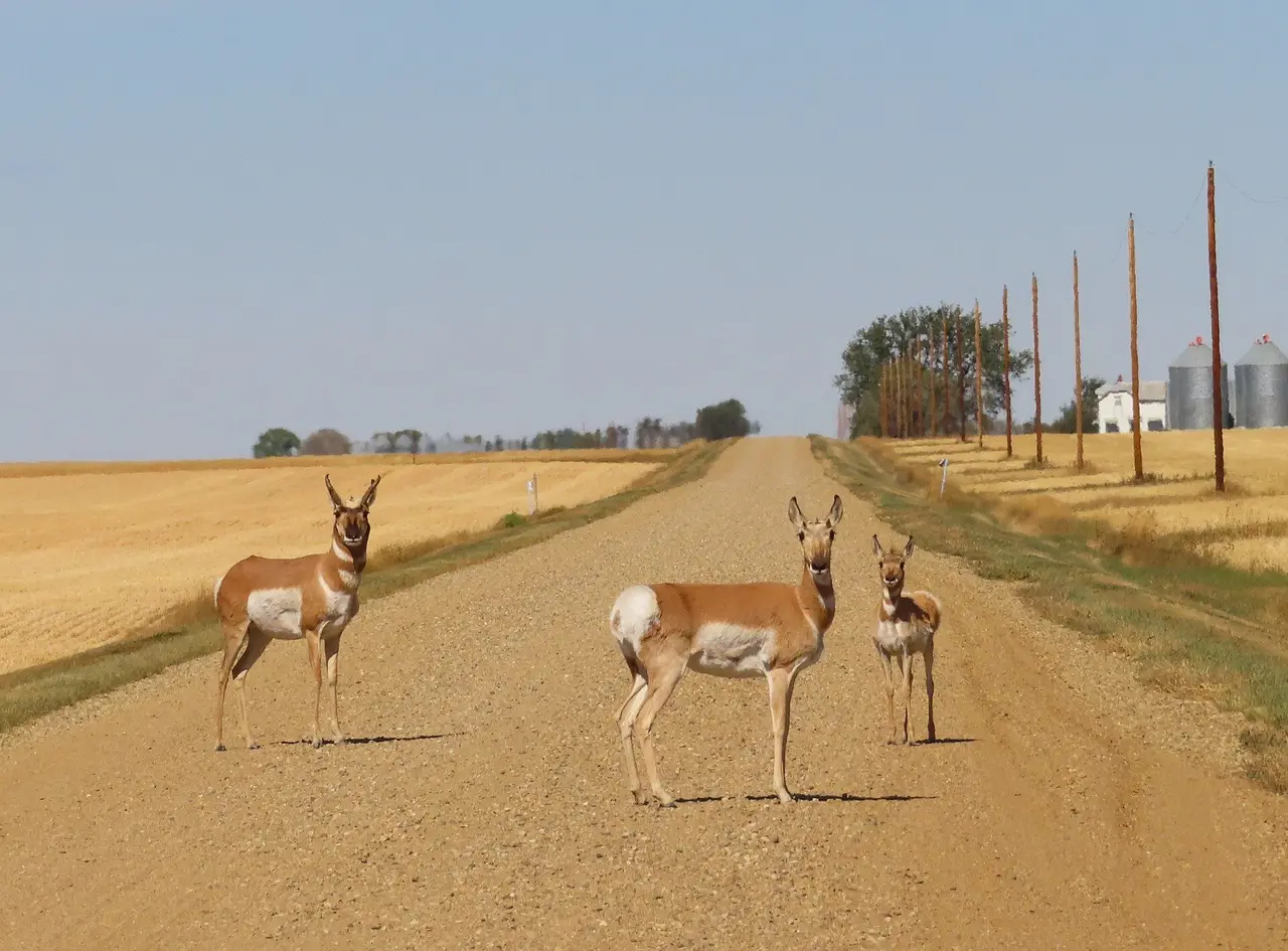 Pronghorn family on a gravel road, 2020
